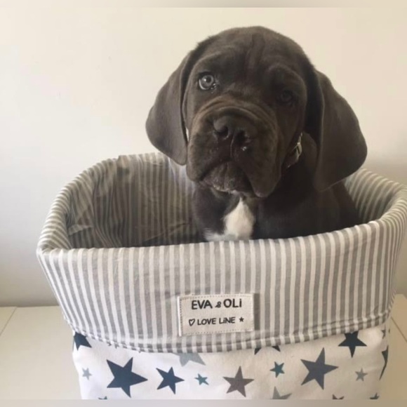 Eva & Oli Kids’ Storage Baskets - set of 2 - Picture 15 of 16